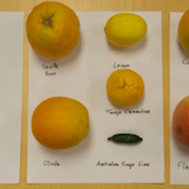 citrus.jpg 